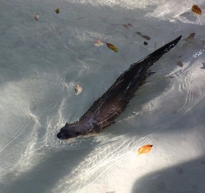 River Otter 5
