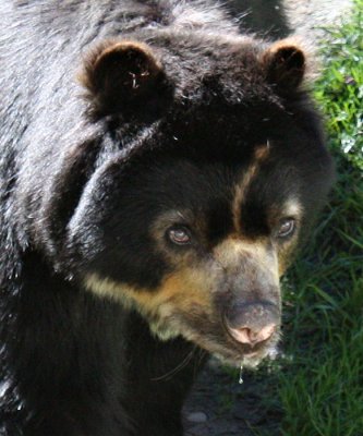 Spectacled Bear 3