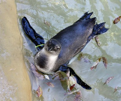 African Black Footed Penguin 4