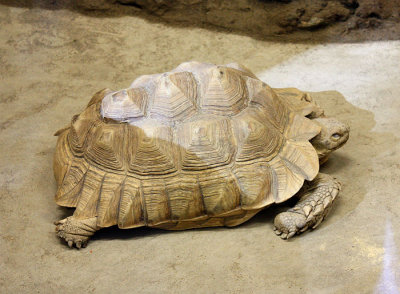 Desert Tortoise