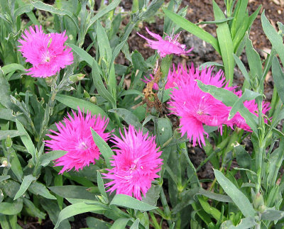 Pink Flowers