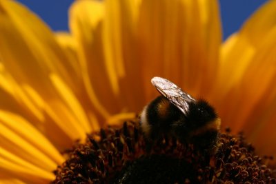 Buff-tailed Bumblebee.jpg