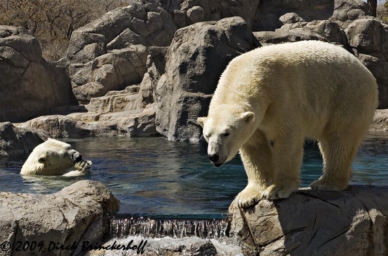 Albuquerque Polar Bears 0051.jpg
