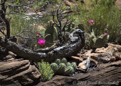 Natural Garden