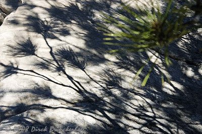 DSC_0147 NeedleShadows.jpg