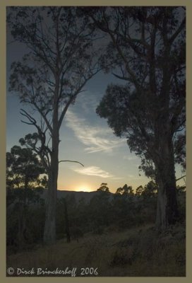 EucalyptusSunset.jpg