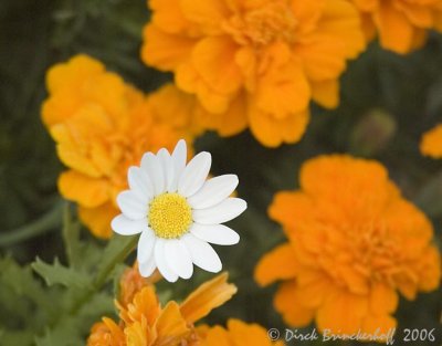 DaisyColor.jpg