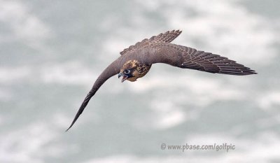 Screaming Peregrine Falcon and where to see them