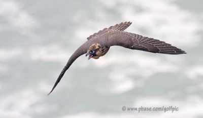 peregrine20082xnpn.jpg