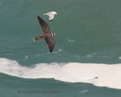 Peregrine Falcon and Ring-billed Gull