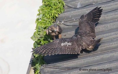 Peregrine Falcons fight over food