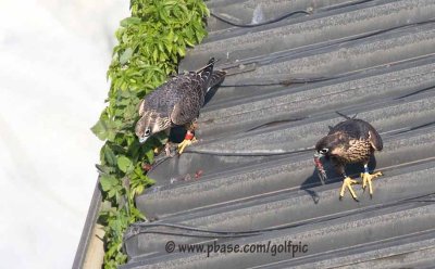 Peregrine Falcon steals a meal