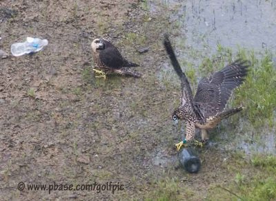 Peregrine plays with wine bottle. Chateaux Peregrinogne anyone?