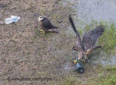 Peregrine plays with wine bottle.  Chateaux Peregrinogne anyone?