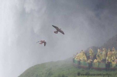 Peregrine Falcons thrill visitors at the American Falls