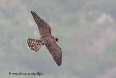 Peregrine Falcon flies over Niagara Gorge