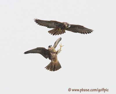 Two Peregrine falcons tangle in mid-air