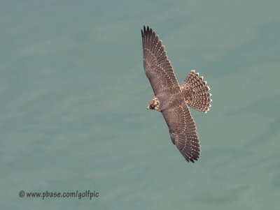 Peregrine Falcon