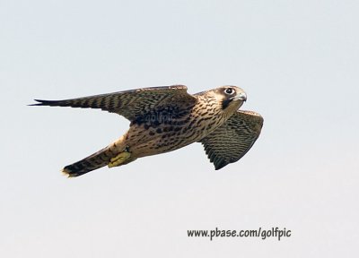 Peregrine Falcon flight