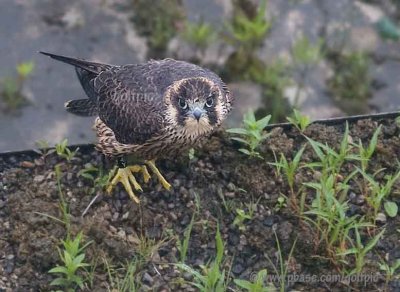 Peregrine Falcon looking up at me