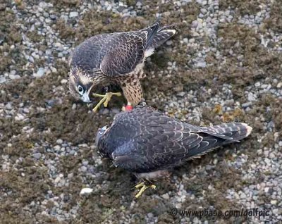 peregrine200822xpotn.jpg