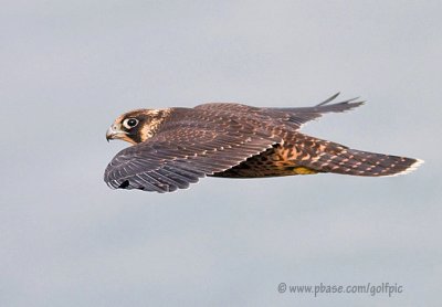 peregrine200816xnpn.jpg