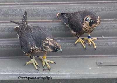 Two of the banded young Peregrines