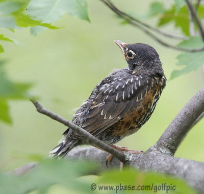 Young Robin (fledged only hours before)