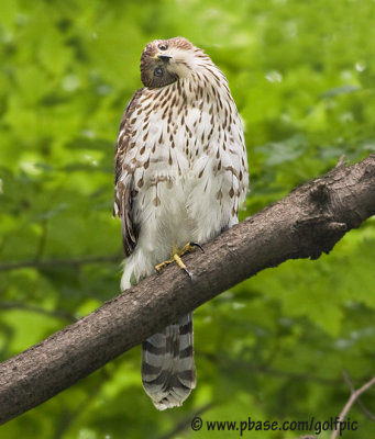 Coopers Hawk