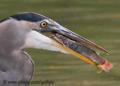 gbh200832xnp.jpg