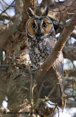 long-eared-owl20081xnp.jpg