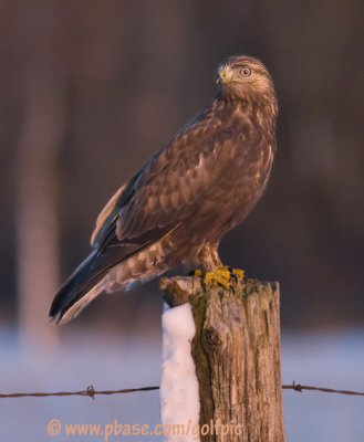 Rough-legged Hawk (juvenile dark-morph)