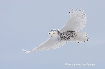 Snowy Owl