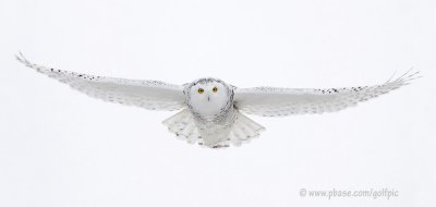 Snowy Owl