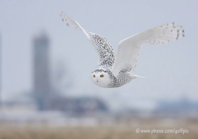 snowyowl2008133xnp.jpg