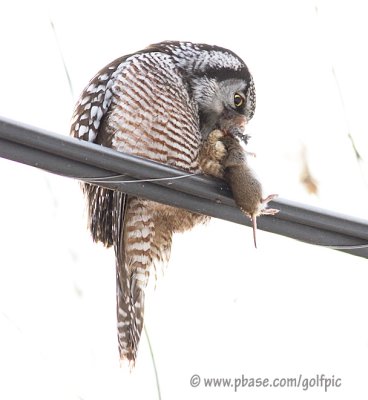 Hawk Owl with prey