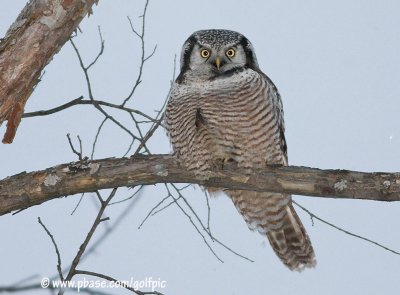 Northern Hawk Owl with catch