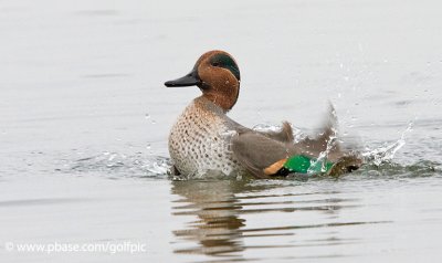 Green-winged Teal (male)