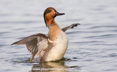 Green-winged Teal