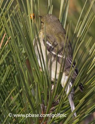 Blackpoll Warbler and the ladybug