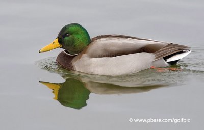 Mallard drake