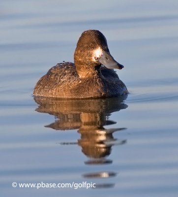 Lesser Scaup (female)