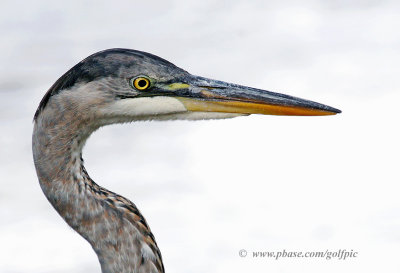 Great Blue Heron