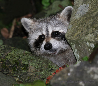 Racoon - Hi. Got any peanut butter on you?