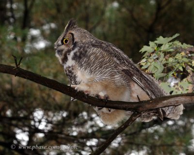 Great Horned Owl