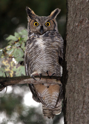 Great Horned Owl