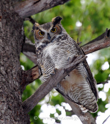 Strong winds had this Great Horned owl swaying along with the branch it was perched on.