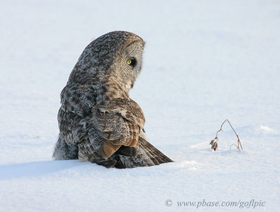 A Great Gray Owl surveys the winter landscape