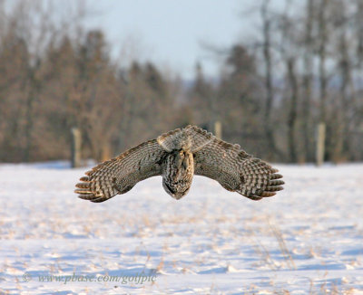 Great Gray Owl plunges toward snow covered ground