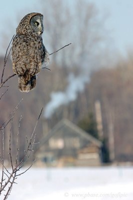 While fireplaces keep some of us warm on cold days the Great Gray owl is quite comfortable in the winter environment